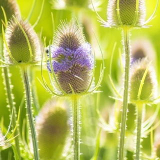 Kardvädd - biväxt - Dipsacus fullonum - 100 g - Högväxande och populär bland fåglar och bin - Färska frön