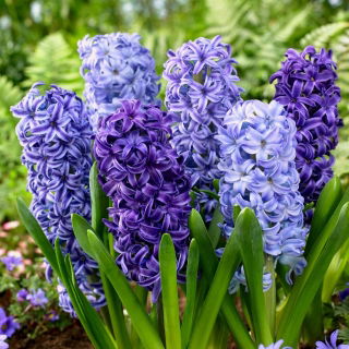 Blue mix - une selection de 3 varietes de jacinthes bleues - 27 pcs