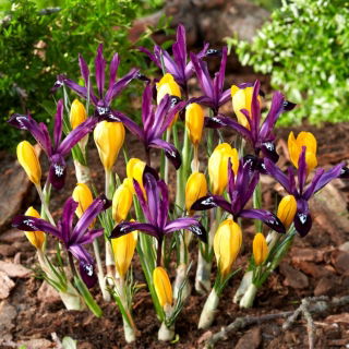 Keltainen krookus ja violetti iirissetti - 100 kpl - 