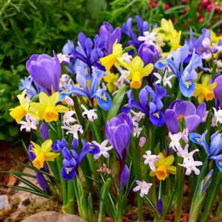 Spring mix - juego de 5 plantas con flores de primavera - 90 piezas