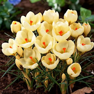 Sáfrány Cream Beauty - csomag 10 darab - Crocus Cream Beauty