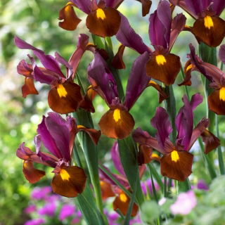 Niederländische Iris - Red Ember - großes Paket! - 100 Stück