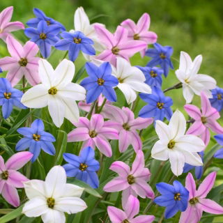 Ipheion - 3 színű csillagvirág készlet - 90 db.; tavaszi csillagvirág