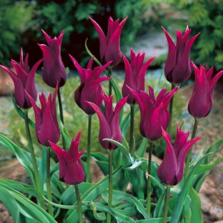 Tulipe Bourgogne - grand paquet! - 50 pieces