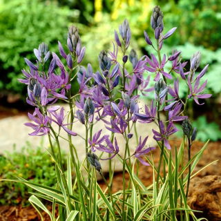 Camas Blue Melody - แพ็คเกจใหญ่! - 100 ชิ้น; quamash, ผักตบชวาอินเดีย, camash, ผักตบชวาป่า, Camassia - 
