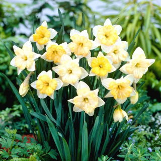 Narciso, narciso Cambiando de colores - ¡paquete grande! - 50 pcs