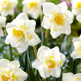 Daffodil, narcissus White Lion - large package! - 50 pcs