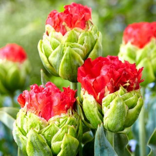 Tulip Bull&#39;s Eye - büyük paket! - 50 parça - 