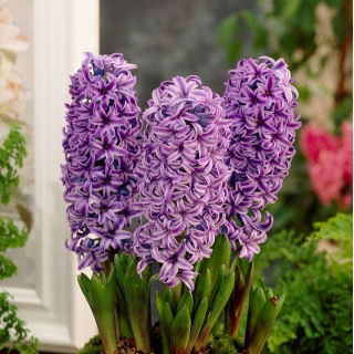 Lilla blomster hyacint - 9 stk.