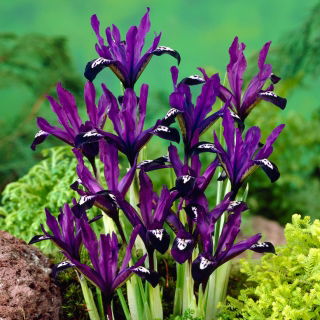 Iris Purple Gem - paquete grande - 100 piezas