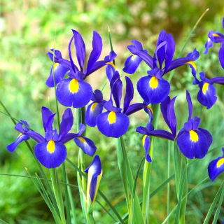 Hollandsk iris - Saphire Beauty - økonomipakke! - 100 stk.
