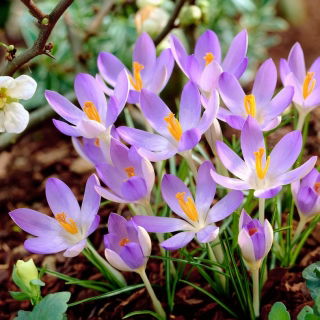 Crocus Lilac Beauty - nagy csomag! - 100 db.