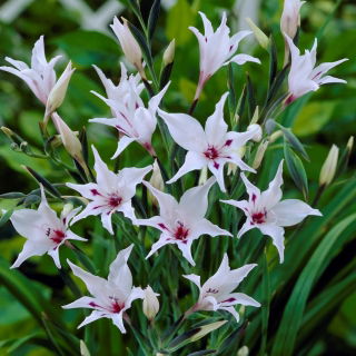 Painted Lady Gladiolus, Gladiolus carneus - Grootverpakking - 50 st - 