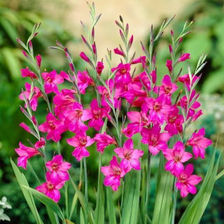 Istočna gladiola - Gladiolus Byzantinus - veliko pakiranje! - 100 kom; zajednička zastava kukuruza - 