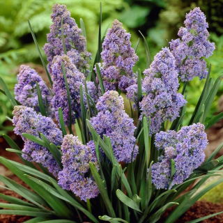 Grape hyacinth Muscari Fantasy Creation - large package! - 100 pcs