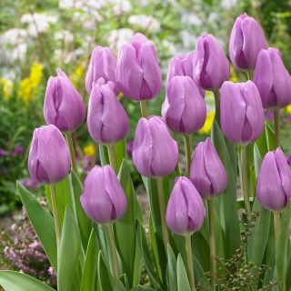 Tulipan 'Alibi' - stor pakke - 50 stk.