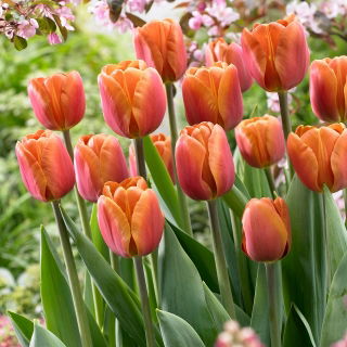 Tulip Brown Sugar - large package! - 50 pcs