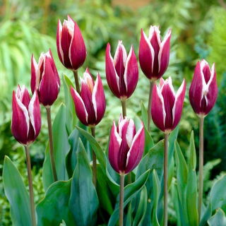 Tulipán 'Chansonette' - nagy csomag - 50 db.
