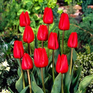 Tulip Bastogne - large package! - 50 pcs
