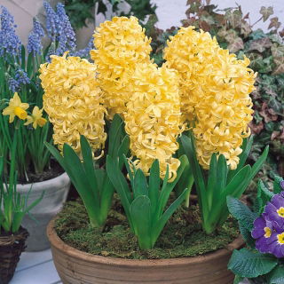 Jacinthe jaune - 9 pieces