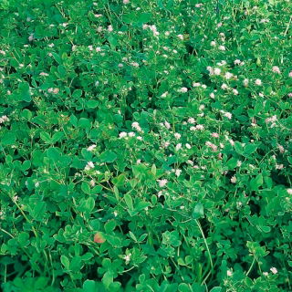 Trébol invertido "Gorby" - 0,5 kg; Trébol persa, shaftal - 