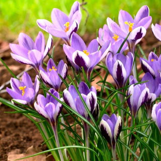 Crocus Spring Beauty - confezione grande! - 100 pz