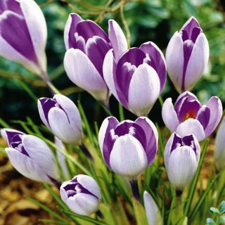 Crocus Vanguard - stor pakke! - 100 stk
