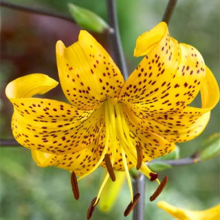 Tigerlilja - Yellow Tiger - stort paket! - 10 st
