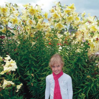 Pohon lily - Orania - paket besar! - 10 buah - 