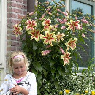 Tree lily - Lavon - large package! - 10 pcs