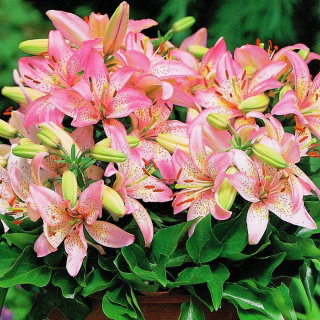 Dwarf lily - Pink Pixie - large package! - 10 pcs