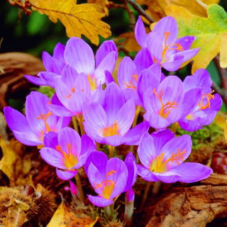 Autumn crocus Speciosus - แพ็คเกจขนาดใหญ่! - 100 ชิ้น; หญ้าฝรั่นทุ่งหญ้าผู้หญิงเปลือย - 