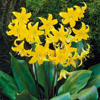 Fawn lily Pagoda - liels iepakojums! - 20 gab. foreles lilija, suņa zobu violeta, papildinātāja mēle - 
