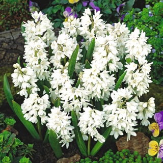 Squill raye - Puschkinia alba - grand paquet - 100 pieces; Liban squill