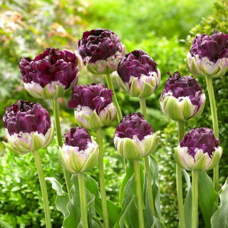Tulipan Wow - 5 kosov