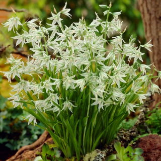 Drooping star-of-betlehem - Ornithogalum nutans - velké balení! - 100 ks - 
