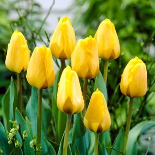 Tulp 'Golden Apeldoorn' - grootverpakking - 50 st - 