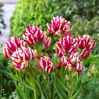 Tulip 'Flaming Club' - großes Paket - 50 Stück