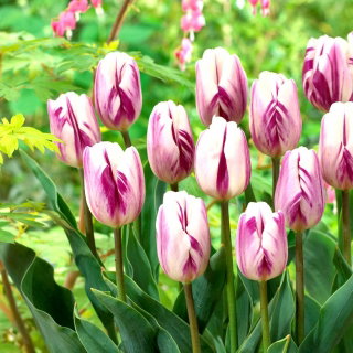 Tulip - Flaming Flag - Tulipa - Subtly Fragrant Spring Blooms - Bulbs - Large Pack - 50 pcs