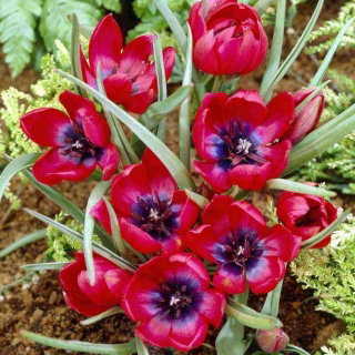 Tulp - Liliput - Tulipa - Lentemorgen op frisse aarde - Bloembollen - Groot pakket - 50 stuks