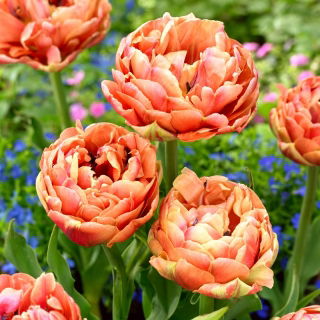 Tulpan 'Copper Image' - stort paket - 50 st