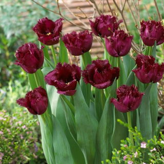 Tulp 'Gorilla' - grootverpakking - 50 st - 
