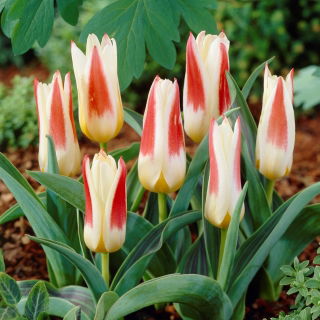 Tulp 'Johann Strauss' - grootverpakking - 50 st - 