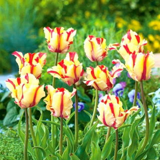 Lalea 'Flaming Parrot' - pachet mare - 50 buc.