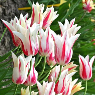Tulip 'Marilyn' - large package - 50 pcs