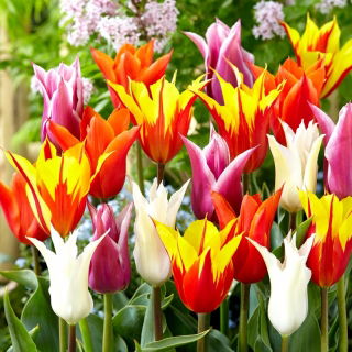 Lily-flowered tulips - color variety mix - 60 ks.