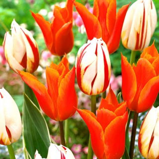 Ballerina + Carnaval de Rio tulpenset - 50 st - 