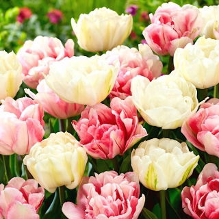 Set of 2 tulip varieties 'Foxtrot' + 'Mount Tacoma' - 50 pcs