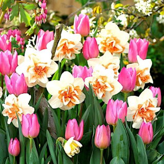 Pink-white daffodil and light pink tulip set - 50 pcs