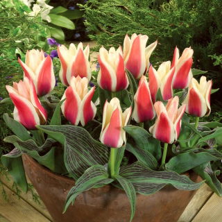 Lalea „Turkish Delight” - pachet mare - 50 buc.